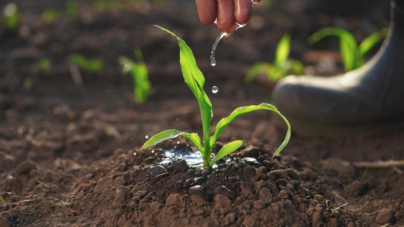 acqua-dolce-e-agricoltura-e-allevamenti