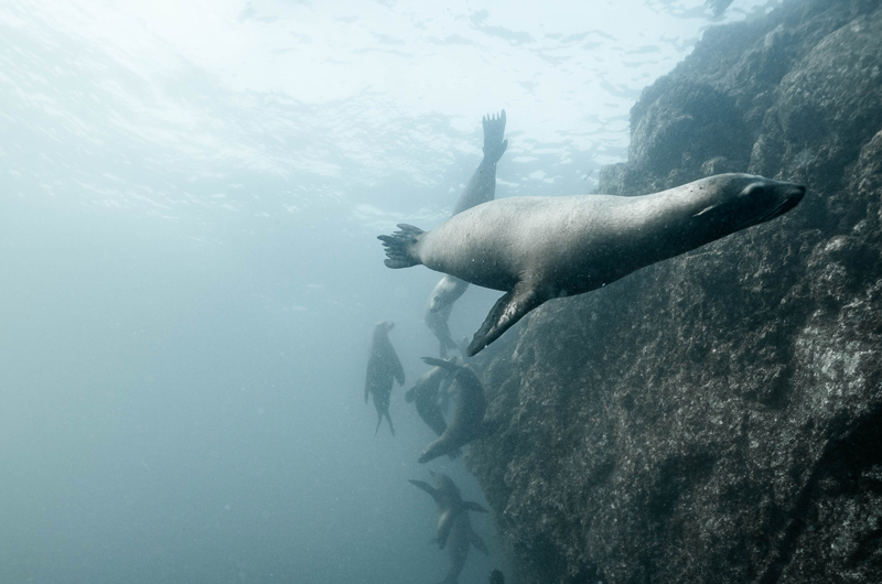oceano salute laica sea lion