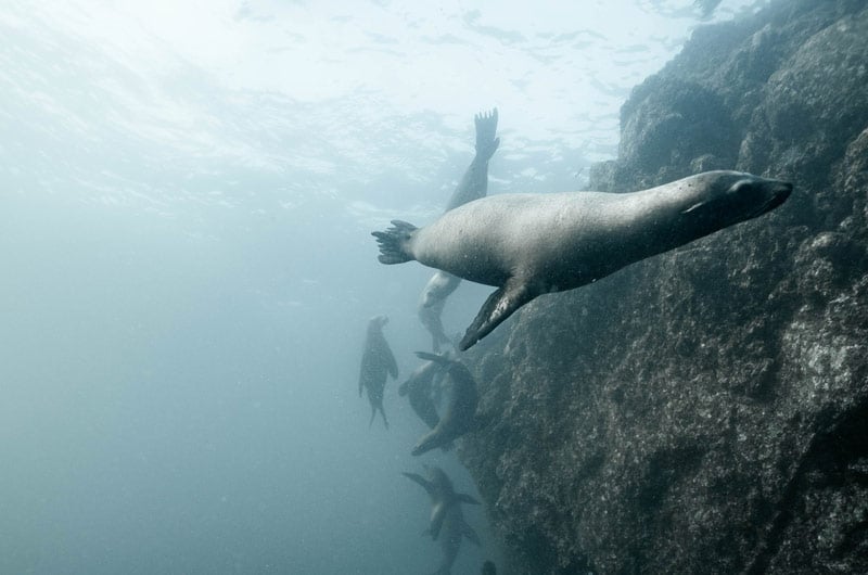 oceano-salute-laica-sea-lion